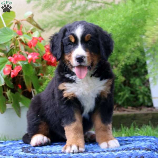 Abe, Bernese Mountain Dog Puppy