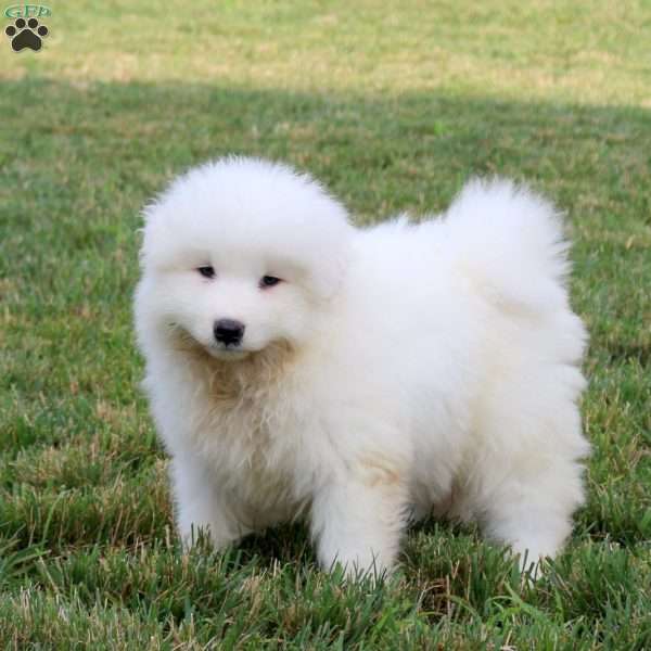 Abigail, Samoyed Puppy