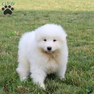 Abigail, Samoyed Puppy