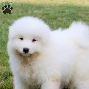 Abigail, Samoyed Puppy