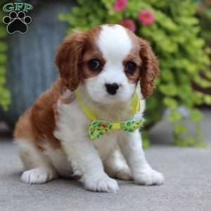Ace, Cavalier King Charles Spaniel Puppy