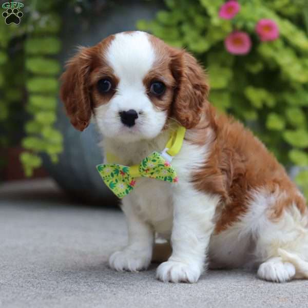 Ace, Cavalier King Charles Spaniel Puppy