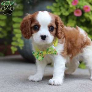 Ace, Cavalier King Charles Spaniel Puppy