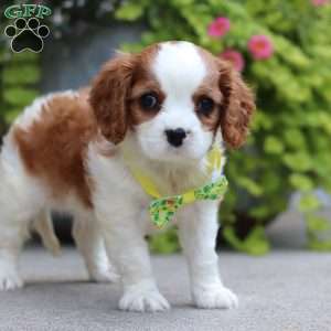 Ace, Cavalier King Charles Spaniel Puppy