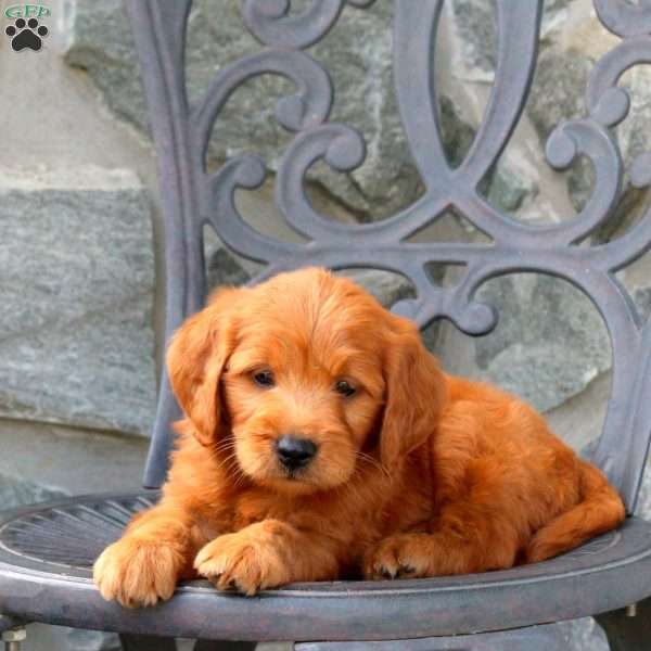 Ace, Mini Goldendoodle Puppy