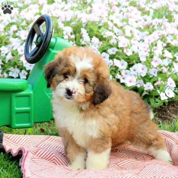 Ace, Mini Bernedoodle Puppy