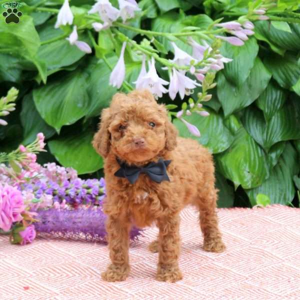 Ace, Toy Poodle Puppy