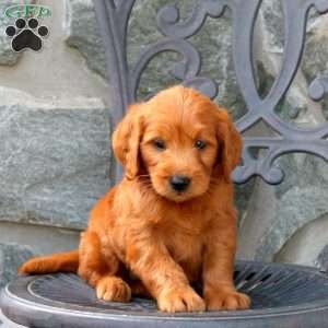Ace, Mini Goldendoodle Puppy