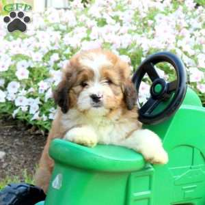 Ace, Mini Bernedoodle Puppy