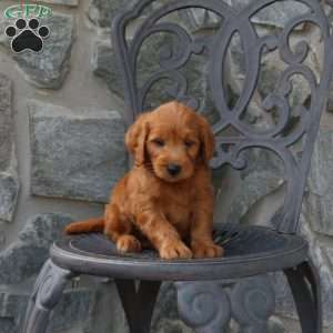 Ace, Mini Goldendoodle Puppy