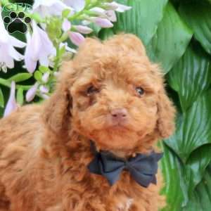 Ace, Toy Poodle Puppy