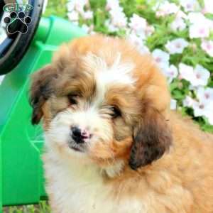 Ace, Mini Bernedoodle Puppy