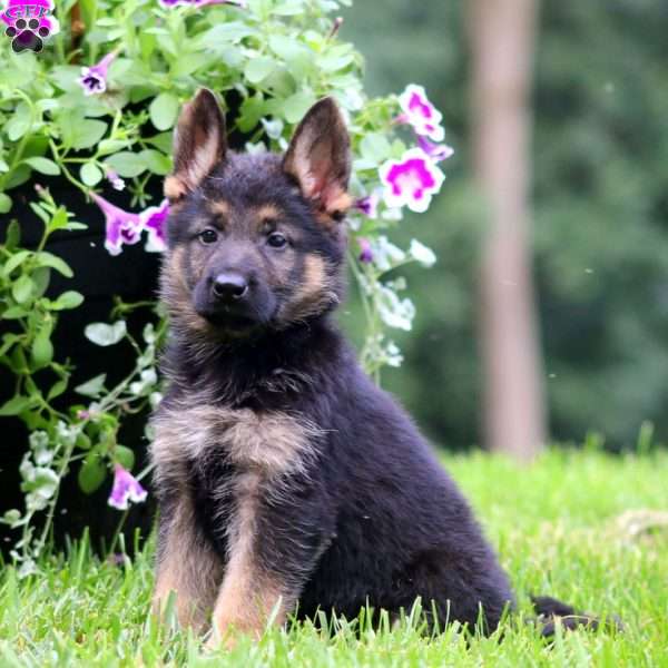 Ace, German Shepherd Puppy