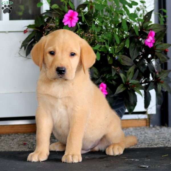 Ace, Yellow Labrador Retriever Puppy