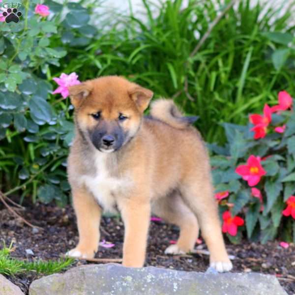Ace, Shiba Inu Puppy
