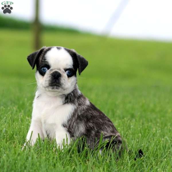 Ace, Pug Puppy