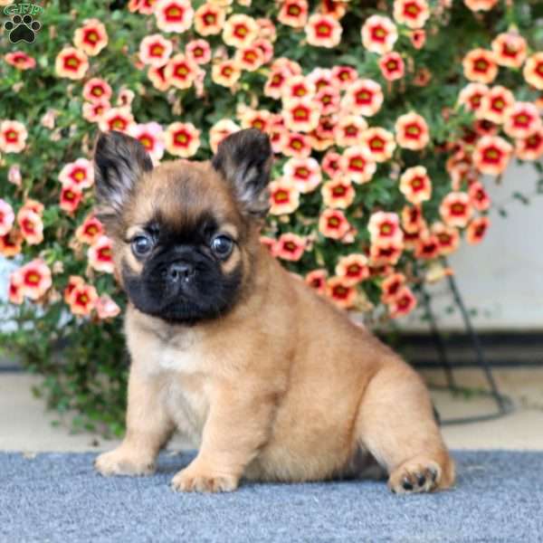 Ace, French Bulldog Puppy