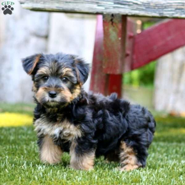 Ace, Yorkie Puppy