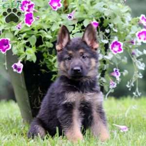 Ace, German Shepherd Puppy
