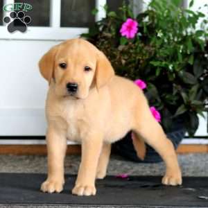 Ace, Yellow Labrador Retriever Puppy