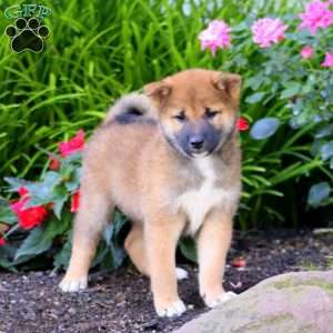 Ace, Shiba Inu Puppy