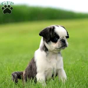 Ace, Pug Puppy