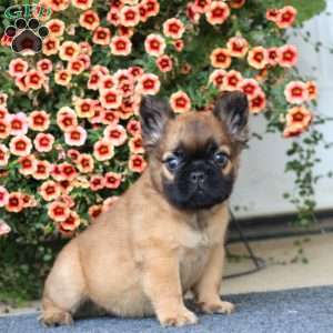 Ace, French Bulldog Puppy