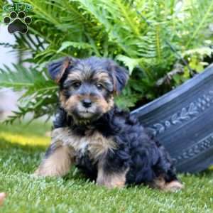 Ace, Yorkie Puppy