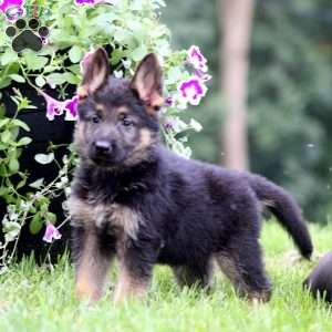 Ace, German Shepherd Puppy