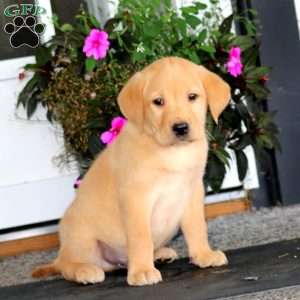 Ace, Yellow Labrador Retriever Puppy