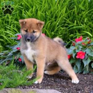 Ace, Shiba Inu Puppy