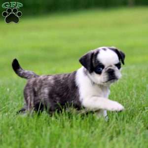 Ace, Pug Puppy
