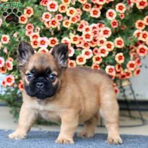 Ace, French Bulldog Puppy