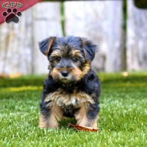 Ace, Yorkie Puppy