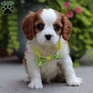 Ace, Cavalier King Charles Spaniel Puppy