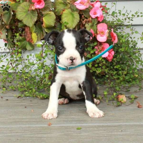 Ada, Boston Terrier Puppy