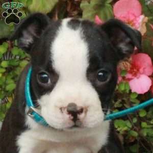 Ada, Boston Terrier Puppy