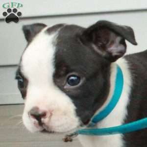 Ada, Boston Terrier Puppy