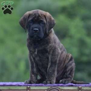 Adam, English Mastiff Puppy