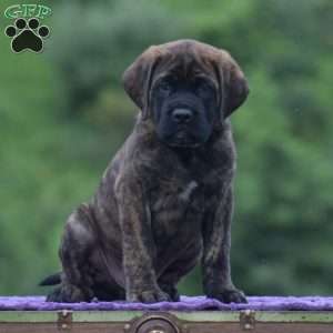 Adam, English Mastiff Puppy