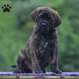 Adam, English Mastiff Puppy