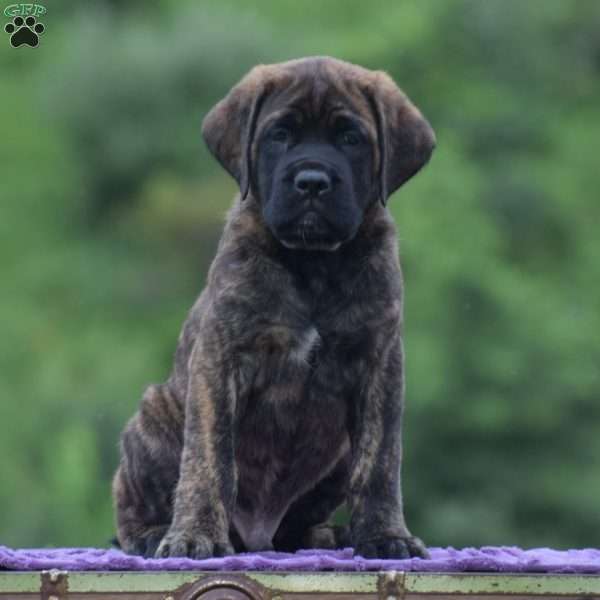 Adam, English Mastiff Puppy
