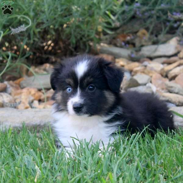 Adam, Miniature Australian Shepherd Puppy