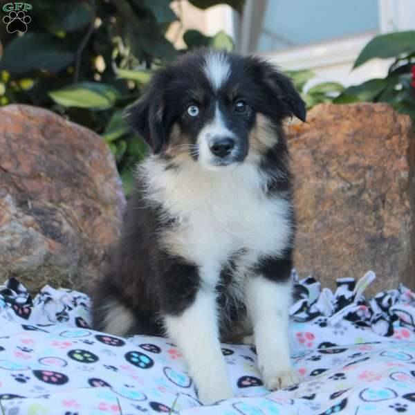 Adam, Miniature Australian Shepherd Puppy