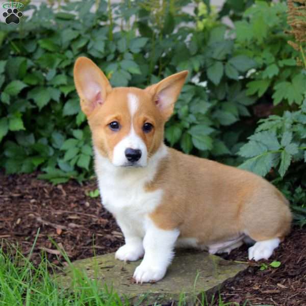 Adam, Pembroke Welsh Corgi Puppy