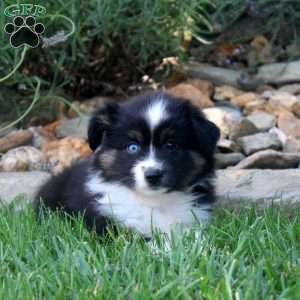 Adam, Miniature Australian Shepherd Puppy