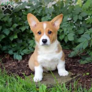 Adam, Pembroke Welsh Corgi Puppy