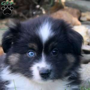 Adam, Miniature Australian Shepherd Puppy