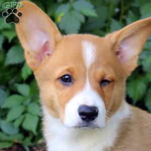 Adam, Pembroke Welsh Corgi Puppy