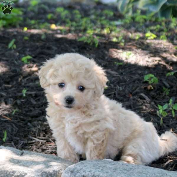 Addie, Bich-Poo Puppy